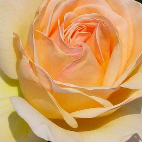 Rosa  Charlie Chaplin™ - róża z dyskretnym zapachem - Róże pienne - z kwiatami hybrydowo herbacianymi - żółty  - Ernest Tschanz - korona równomiernie ukształtowana - -